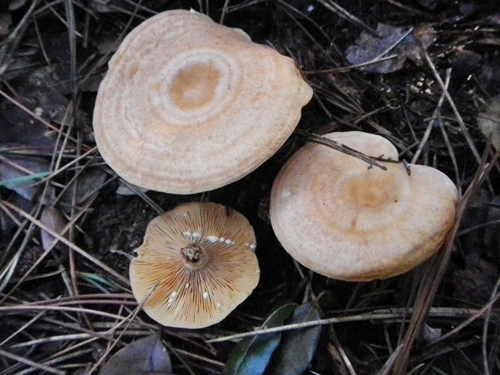 5) Fotogr.il 5.11.2016.sotto pineta marina con Leccio